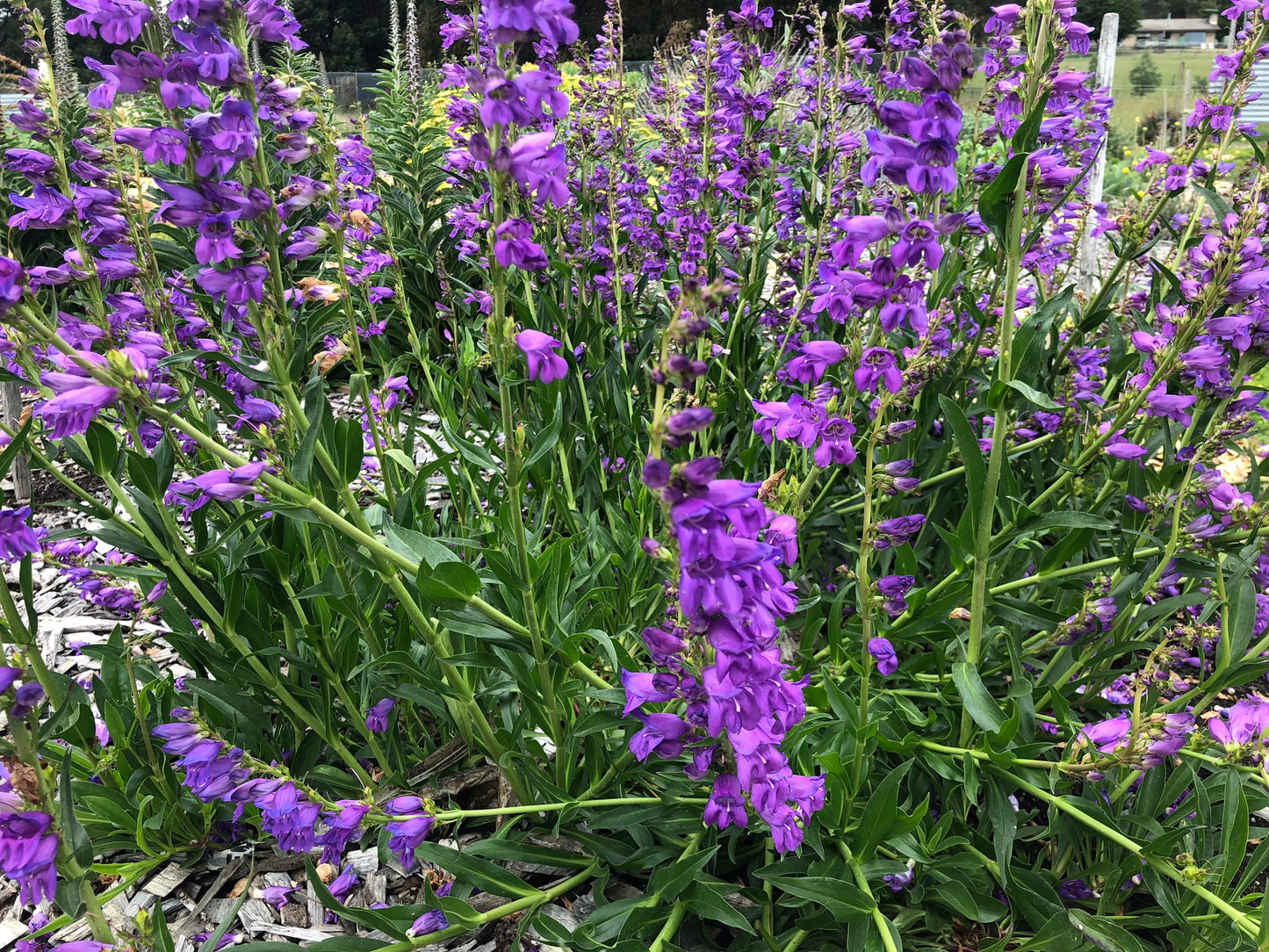 Penstemon strictus (Rocky Mountain Penstemon)