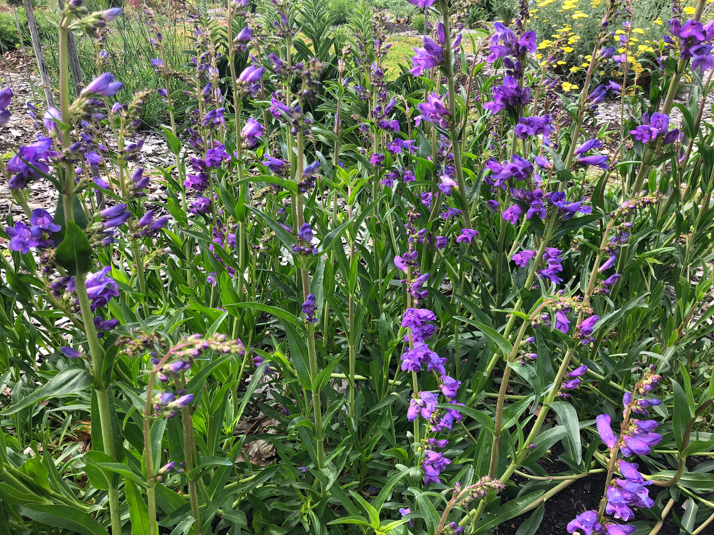 Penstemon strictus (Rocky Mountain Penstemon)