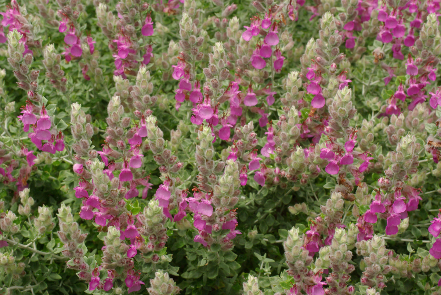 Teucrium marum (Cat-Thyme)